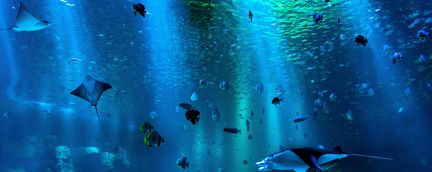 Aquarium Lighting Application